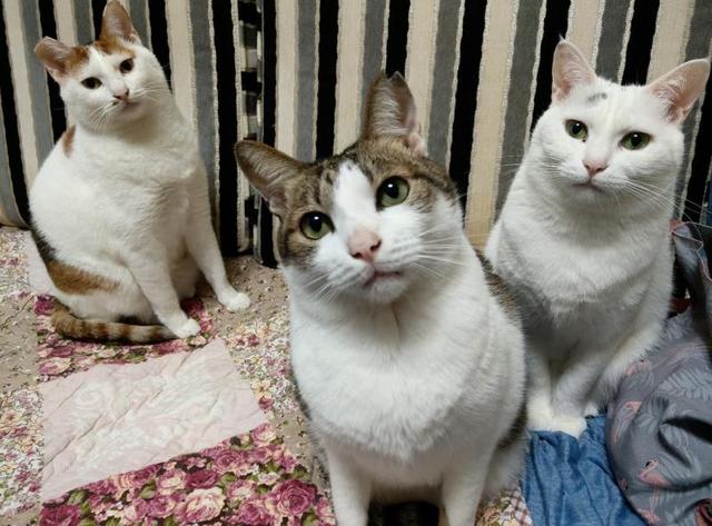 小猫三兄妹相中人类女孩，早晚组队拦截，结果一家猫全都被收养！休闲区蓝鸢梦想 - Www.slyday.coM