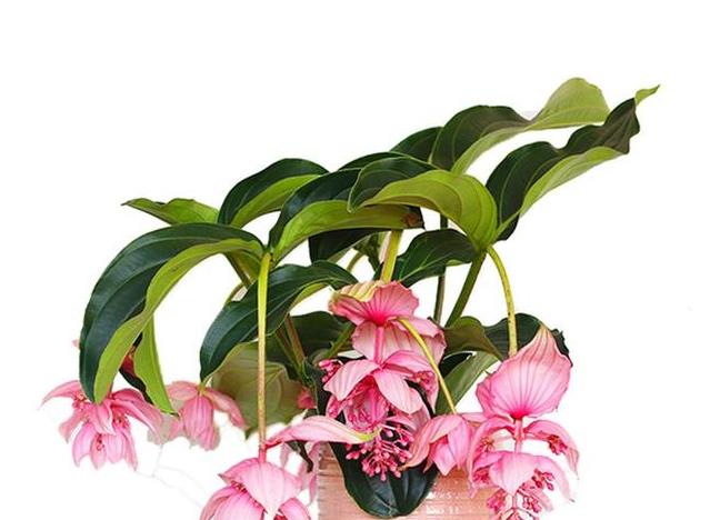 5,宝莲灯多肉一直就受人们喜欢,它那小巧玲珑的身材,造型各异的姿态