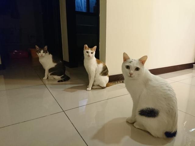 小猫三兄妹相中人类女孩，早晚组队拦截，结果一家猫全都被收养！休闲区蓝鸢梦想 - Www.slyday.coM