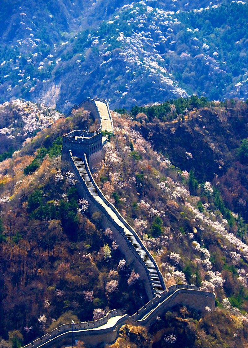 一幅壮观的美丽画卷:北京八达岭长城山花烂漫惹人醉