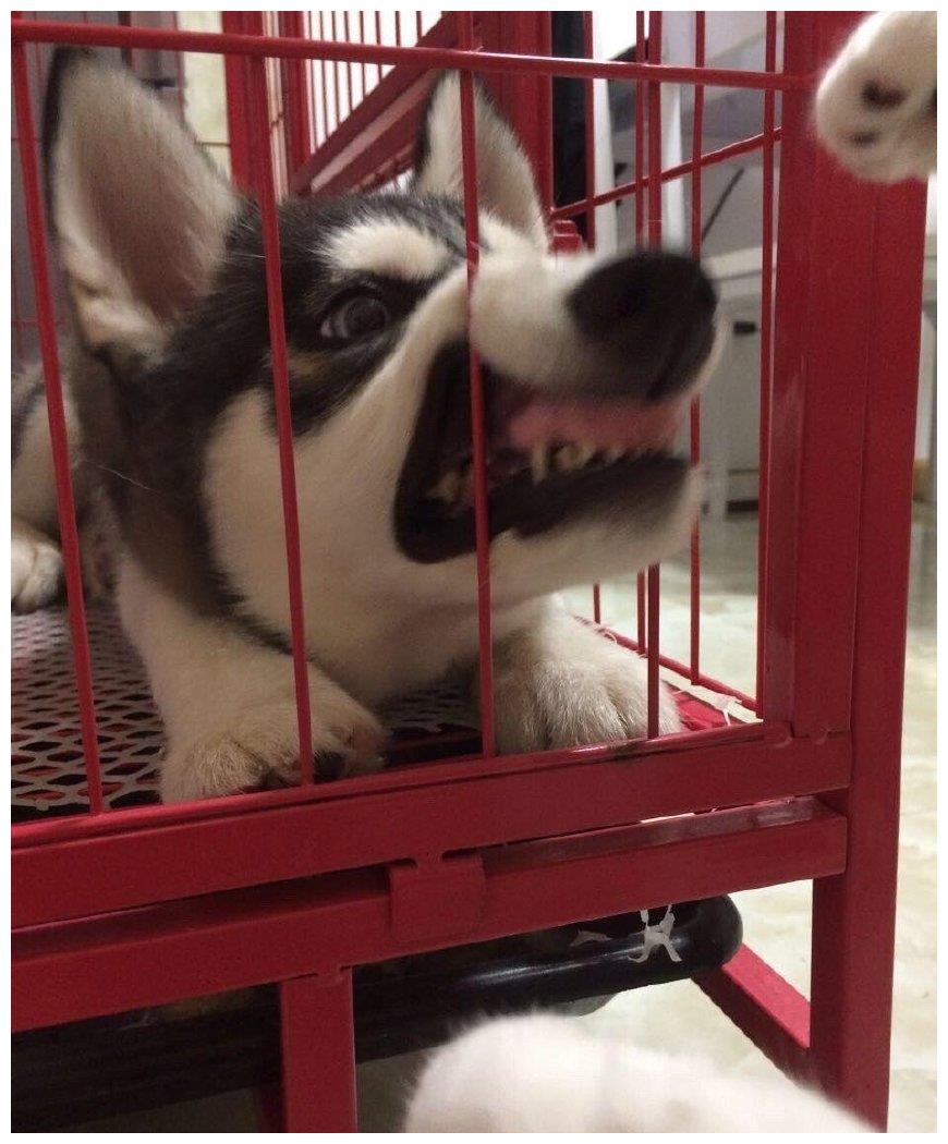 哈士奇一旦犯二起来,就连同类都招架不住