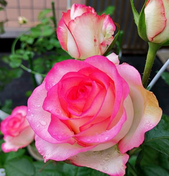 3种高贵女王花高贵迷人雍容华贵养护简单