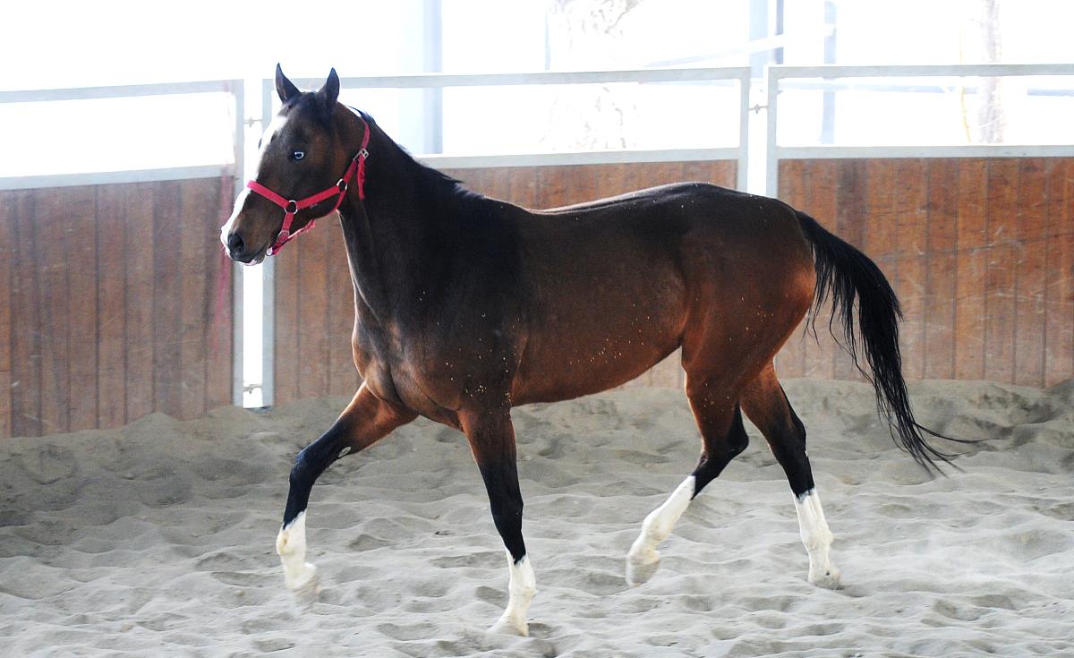 乌鲁木齐有汗血马