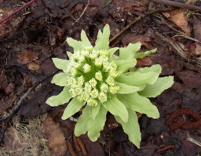 此物俗称"蜂斗菜",是治白内障"特效药",溪边就有,需要带走__财经头条