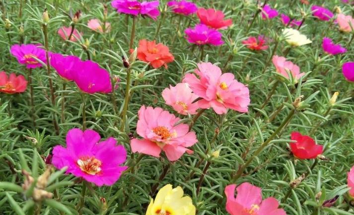 喜欢太阳花 就养盆宿根的 不用每年播种 春季开花又早又多