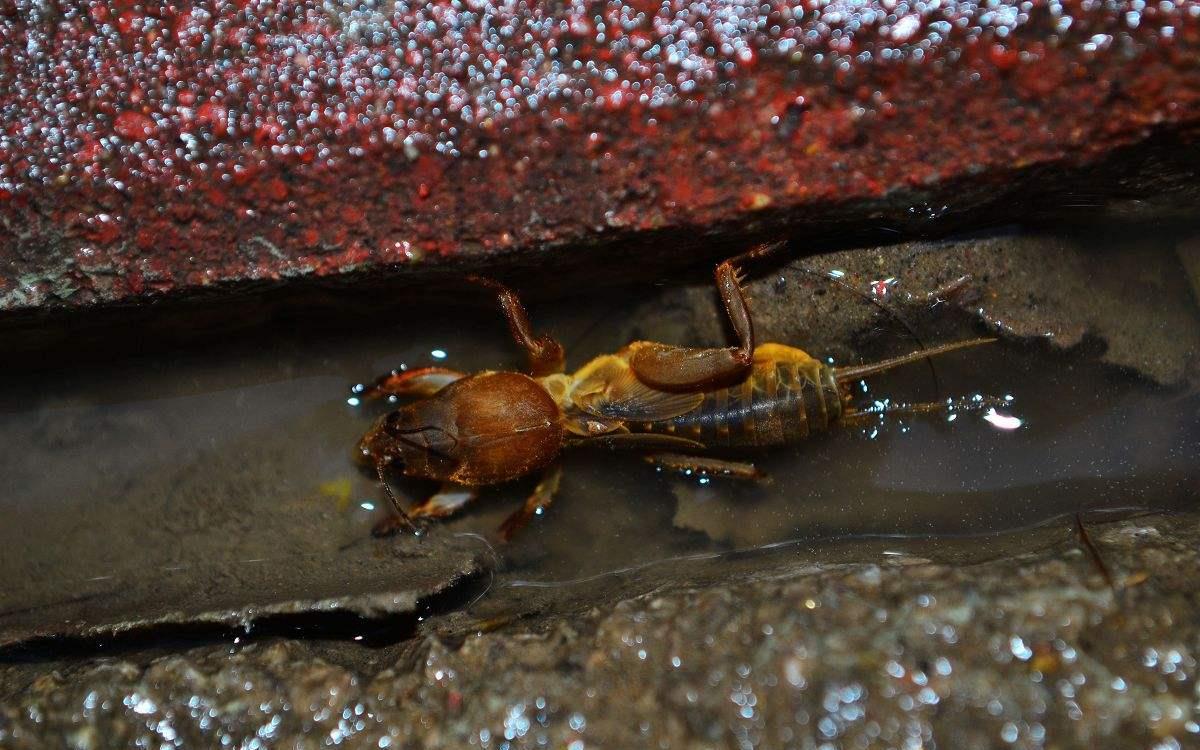有关昆虫蝲蝲蛄的"方言",在你们家乡又叫什么呢?