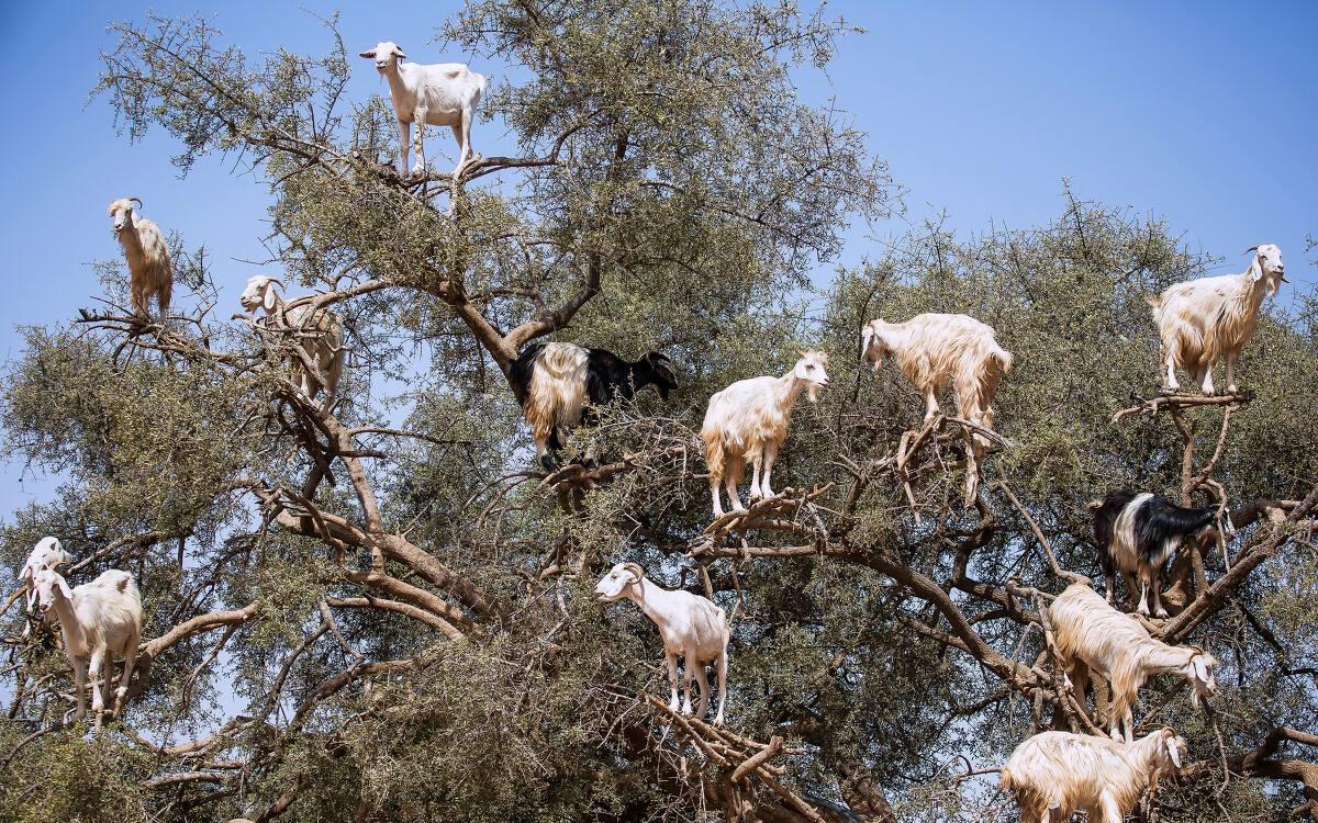 摩洛哥的"羊上树",树上"长满"了羊,还让当地人发家致富!__财经头条