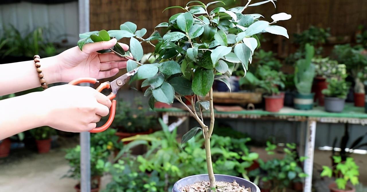 茶花开完花,正待修剪时,春天狠剪,夏秋冬莫动,花苞才满枝