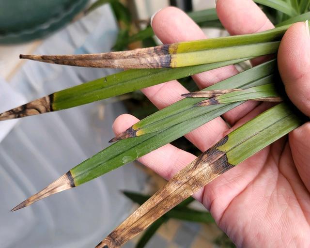 兰花的根部正常,叶片持续干尖是怎么回事?兰花正常退草