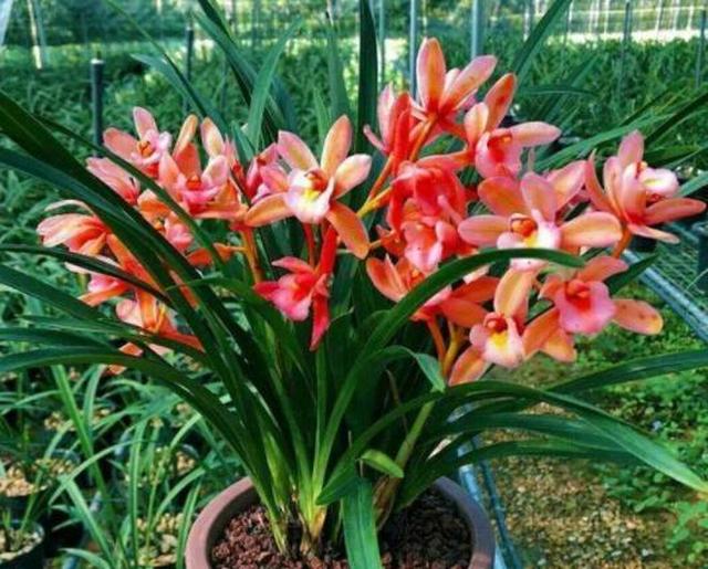 家庭中如何养兰花盆栽？学3招，植株多发新芽嫩叶啊休闲区蓝鸢梦想 - Www.slyday.coM