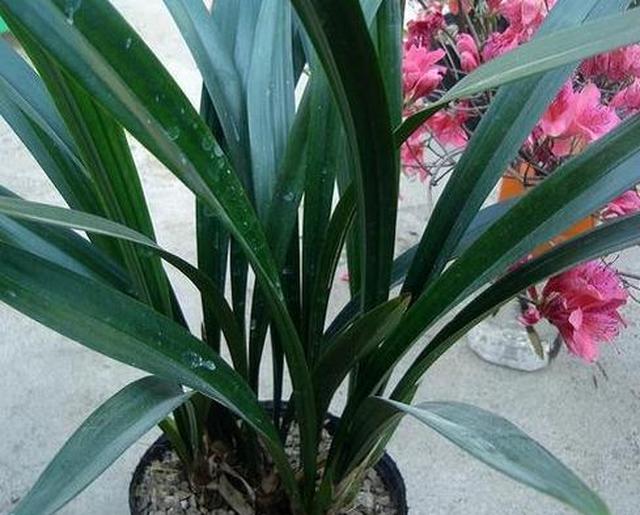 家庭中如何养兰花盆栽？学3招，植株多发新芽嫩叶啊休闲区蓝鸢梦想 - Www.slyday.coM