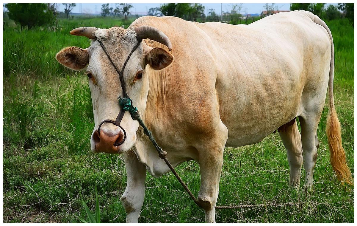 牛牛牛1月4号一到将会祸从天降属牛人花一分钟看看吧