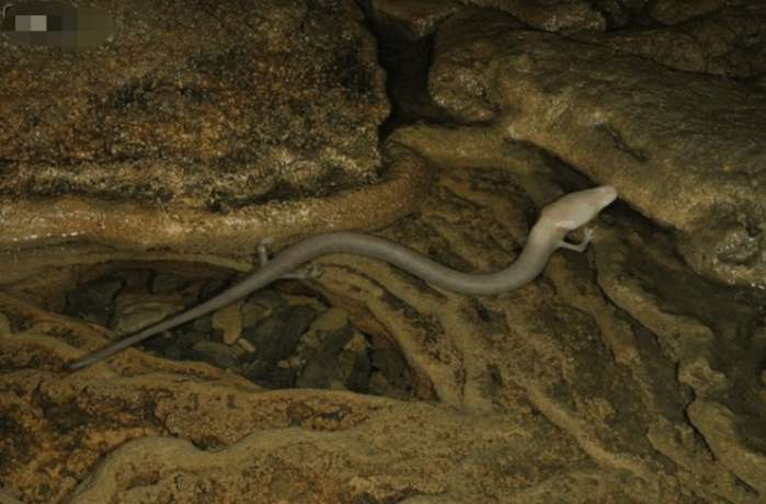 男子野外发现白色透明生物, 细看后果断将其放生