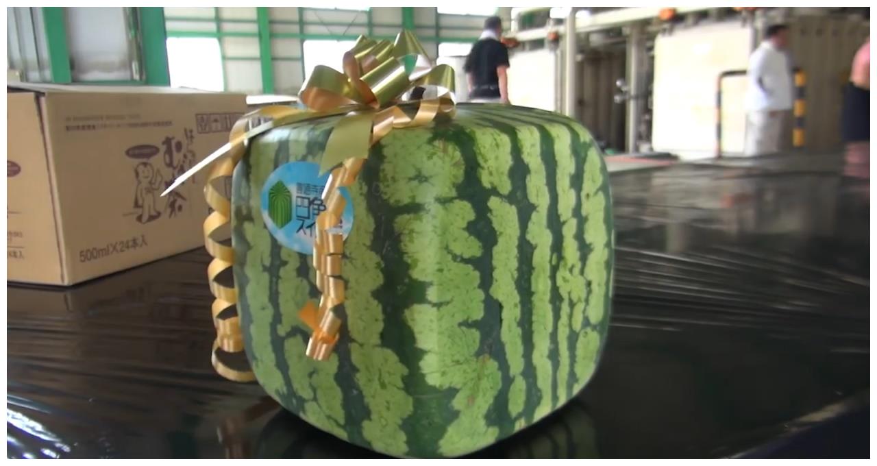 小伙买了一个日本"方形西瓜"切开后里面瓤是此种颜色