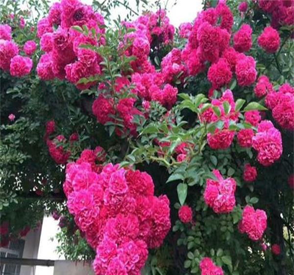 甜蜜红木香结合了月季花,蔷薇花这两种花的特点开花