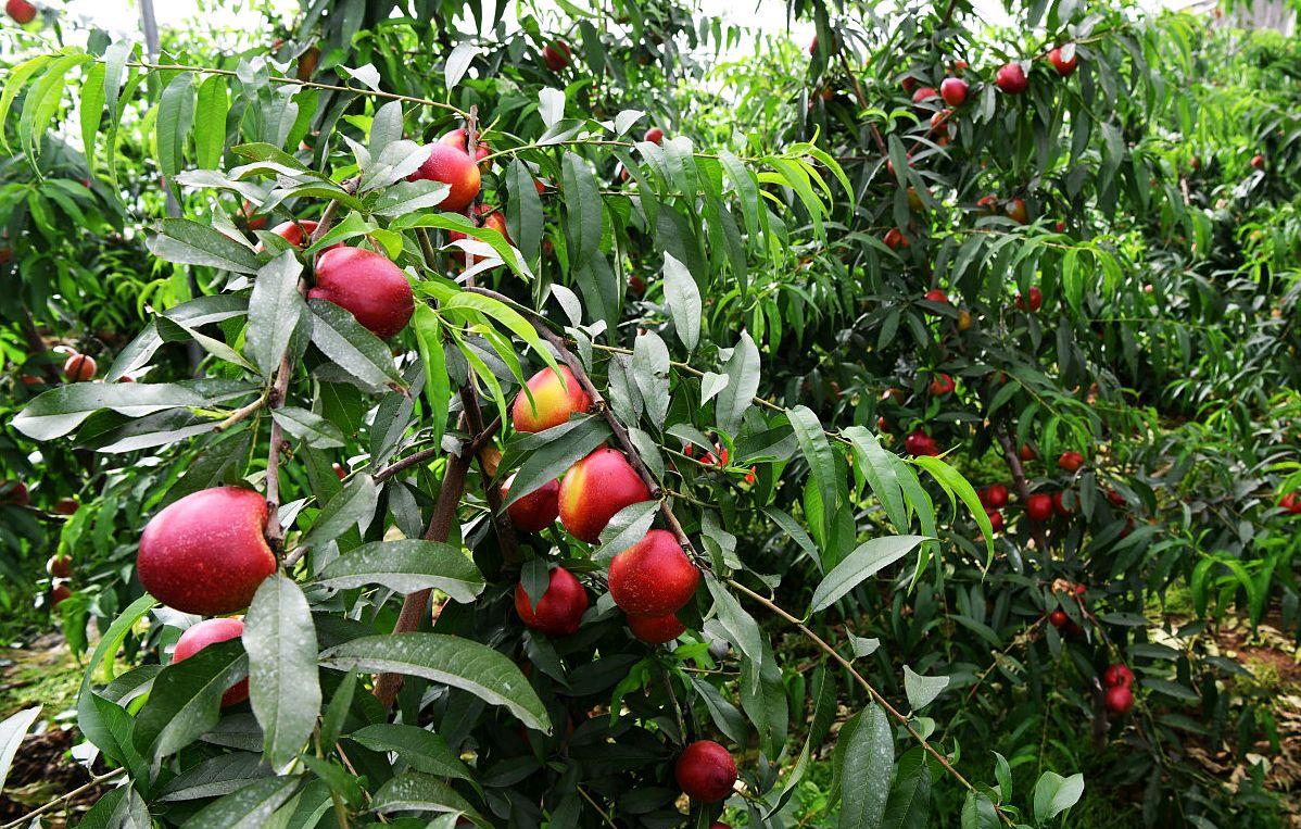 观一株山桃,感人间情愫 秋风萧瑟,秋雨绵绵 看着那压弯了腰的树枝 别
