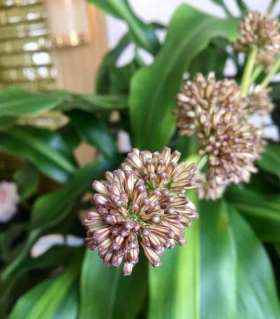 象征吉祥如意的巴西木开花了,而且是双苞开放!__财经头条