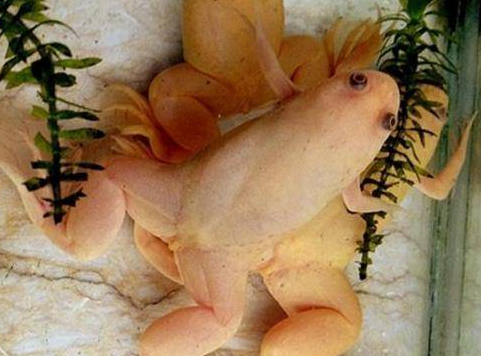 男子散步看到一只粉红青蛙觉得奇怪找专家鉴定发现价值不菲