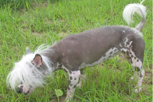 中国冠毛犬,不用张着嘴伸出舌来散热,它是唯一靠汗腺排汗的犬种休闲区蓝鸢梦想 - Www.slyday.coM 中国冠毛犬,不用张着嘴伸出舌来散热,它是唯一靠汗腺排汗的犬种休闲区蓝鸢梦想 - Www.slyday.coM