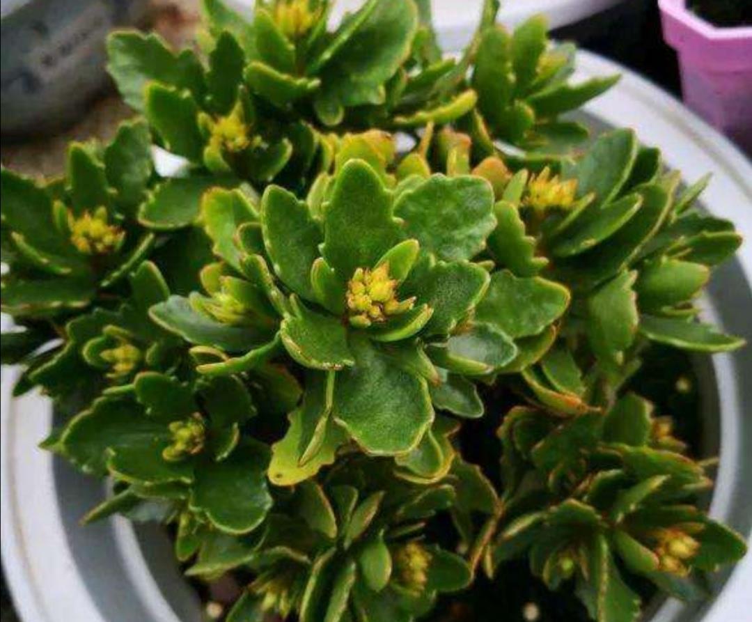 长寿花叶子上出现黑点,别不当回事,及时采取防治措施