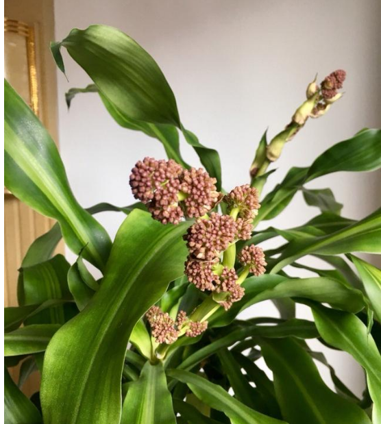 巴西木花语:坚贞不屈,坚定不移,长寿富贵,吉祥如意.