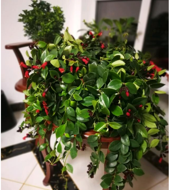 口红吊兰好养吗(口红吊兰好养吗冬天怕冷吗)