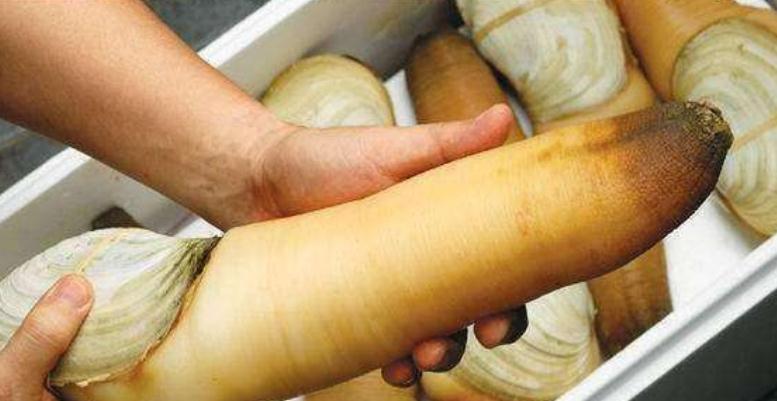 象拔蚌原来是这样挖出来的,难怪那么贵,真不愧是高级海鲜!|象拔蚌|海