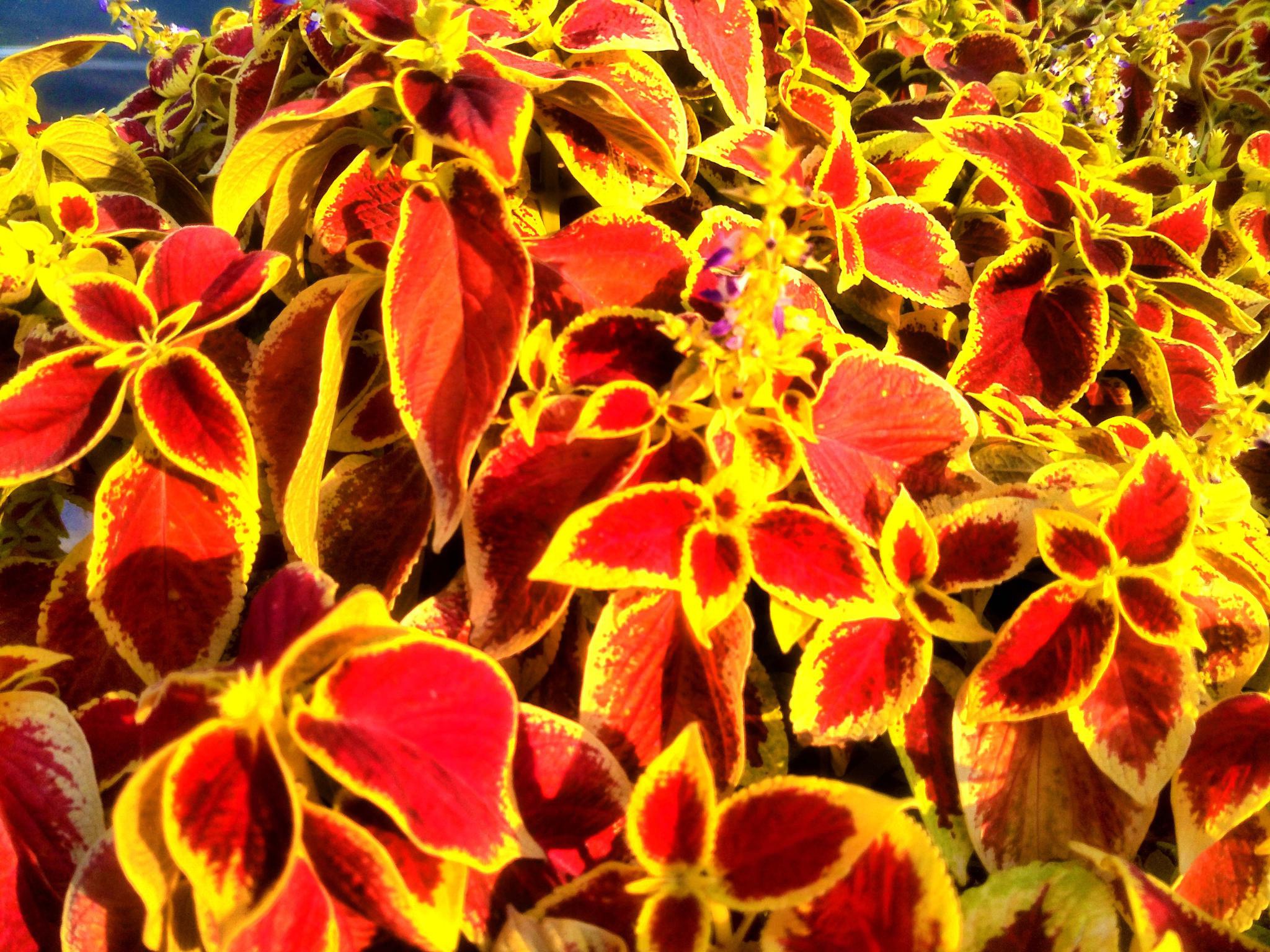 彩叶草,原创拍摄_高清图集_新浪网