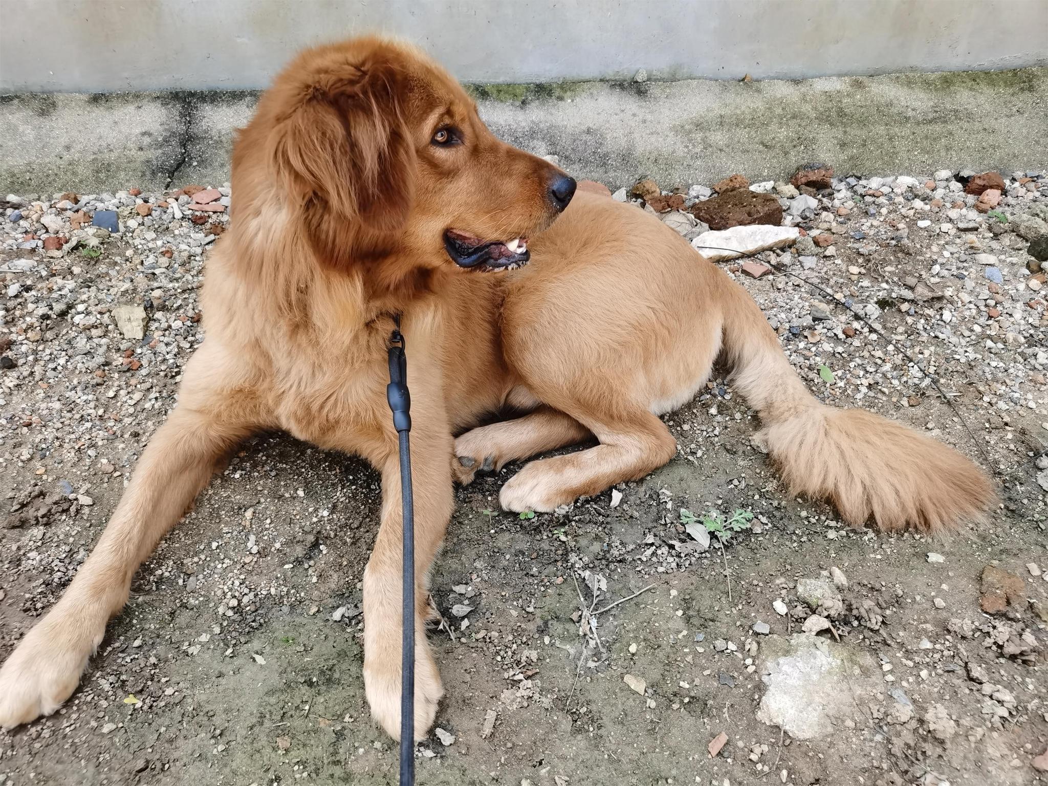 狗子拉屎的样子好搞笑