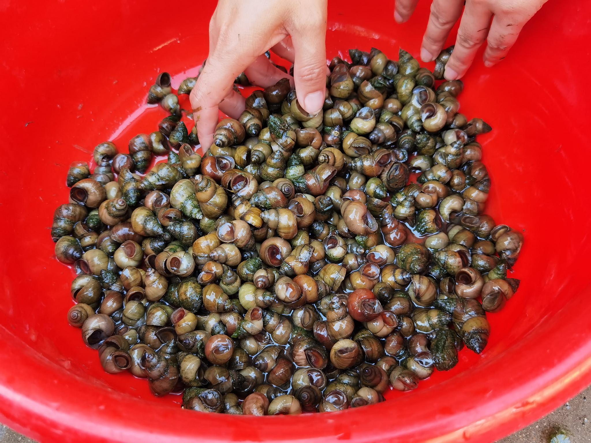 你抓过乌喽牛吗在你们的方言里乌喽牛叫什么