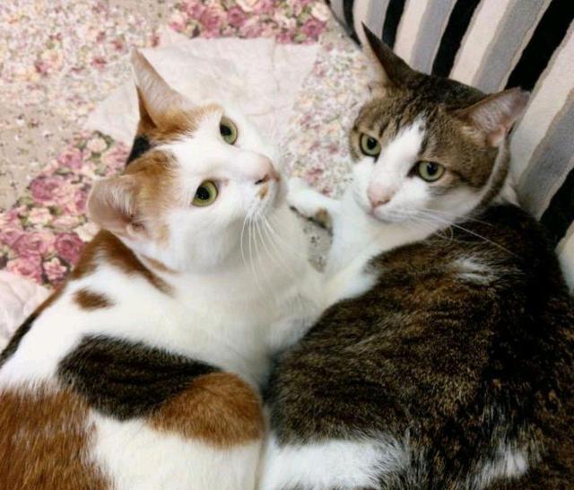 小猫三兄妹相中人类女孩，早晚组队拦截，结果一家猫全都被收养！休闲区蓝鸢梦想 - Www.slyday.coM