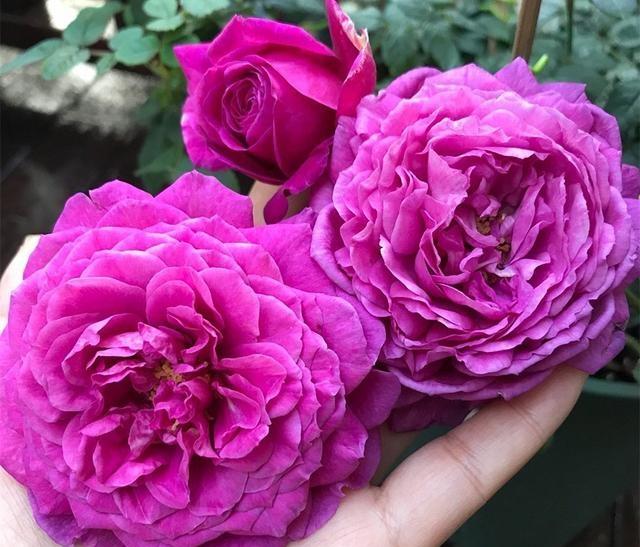 选盆海神王,大花似牡丹,浓香飘十里|月季|大花|扇子_新浪新闻