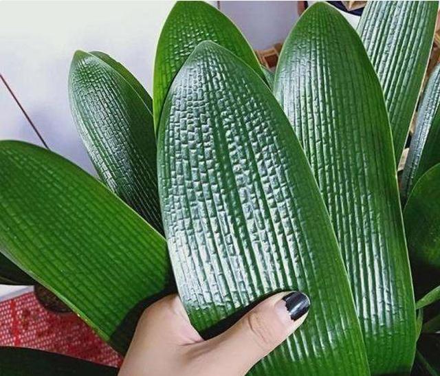 入秋后给君子兰换盆，操作5要点，轻松服盆，状根叶绿啊休闲区蓝鸢梦想 - Www.slyday.coM