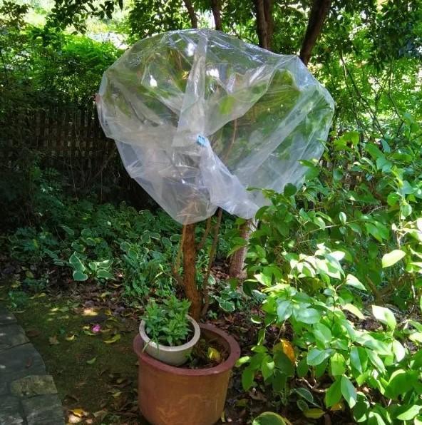 三角梅如何安全过冬,需要警示哪些事项|三角梅|过冬|塑料袋_新浪新闻