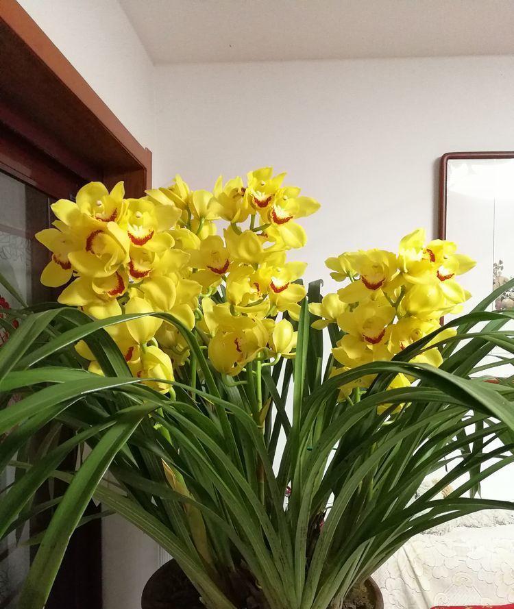 阳台养花就选"4种",个个好养,开火盆,花色艳丽灿烂无双