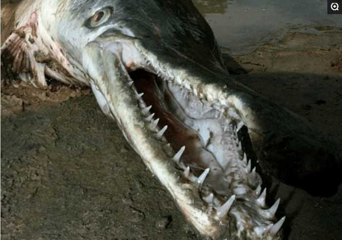 男子抓鱼被怪鱼咬的鲜血直流专家鉴定后的结果让男子大感意外