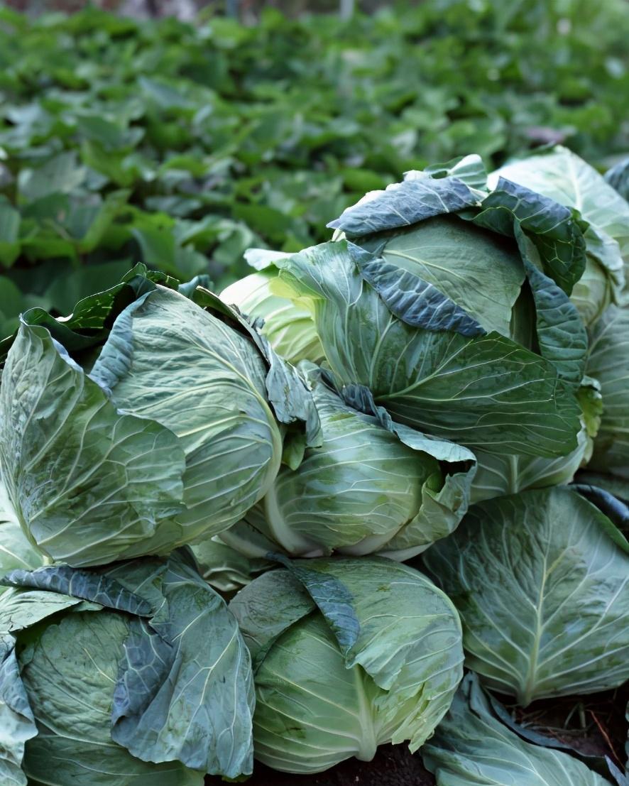 一颗包菜做仨菜包菜卷包菜粉炝包菜一家人吃得心满意足