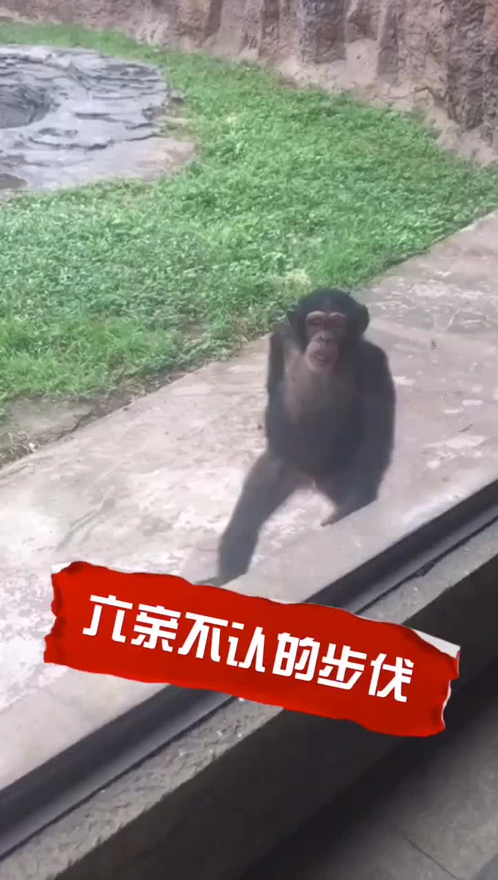 动物园的猩猩走出了六亲不认的步伐大哥的风范