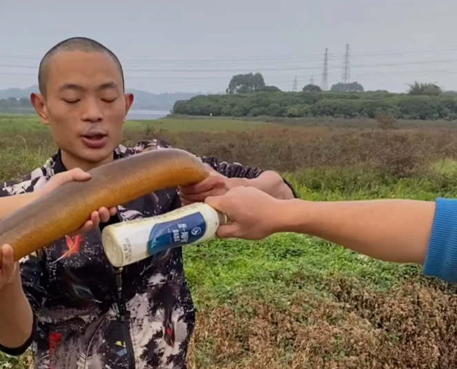 广东有人捕到小臂粗巨型黄鳝网友戏称女主播看到会害怕