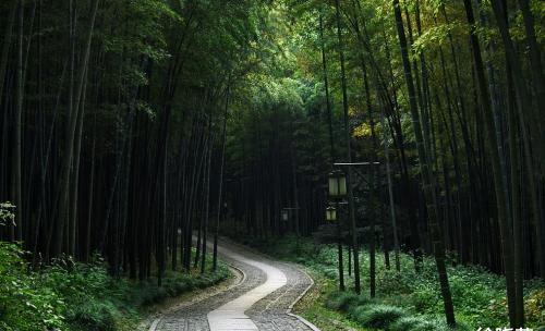 走进杭州云栖竹径仙境的竹林