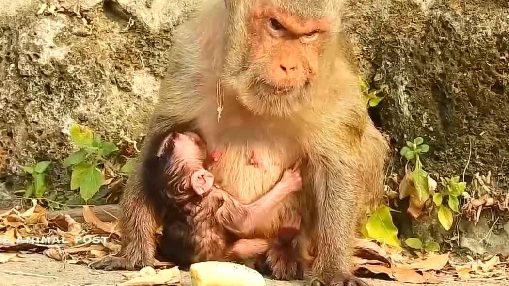 猴子分娩过程图片