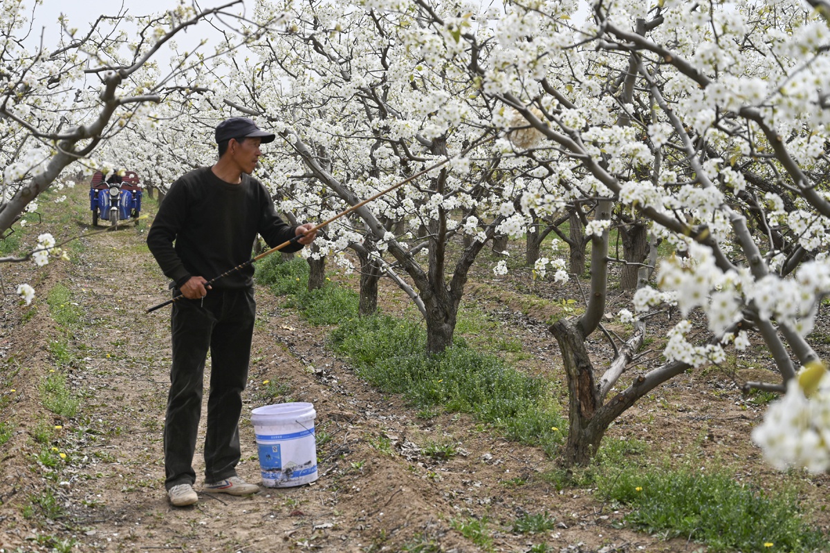 农村夫妇种20亩梨树花开时节忙着授粉一年挣10万全靠它了