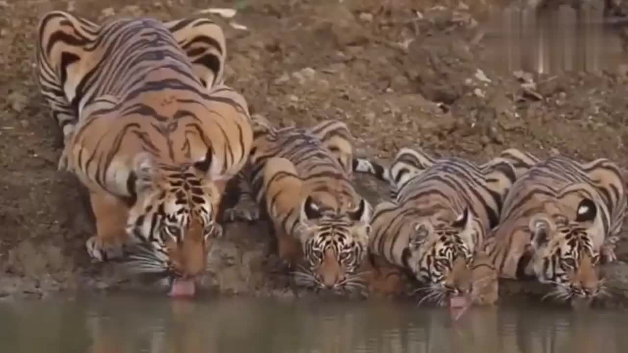虎妈妈和它的三只小老虎在河边喝水,一起伸舌头的样子真可爱