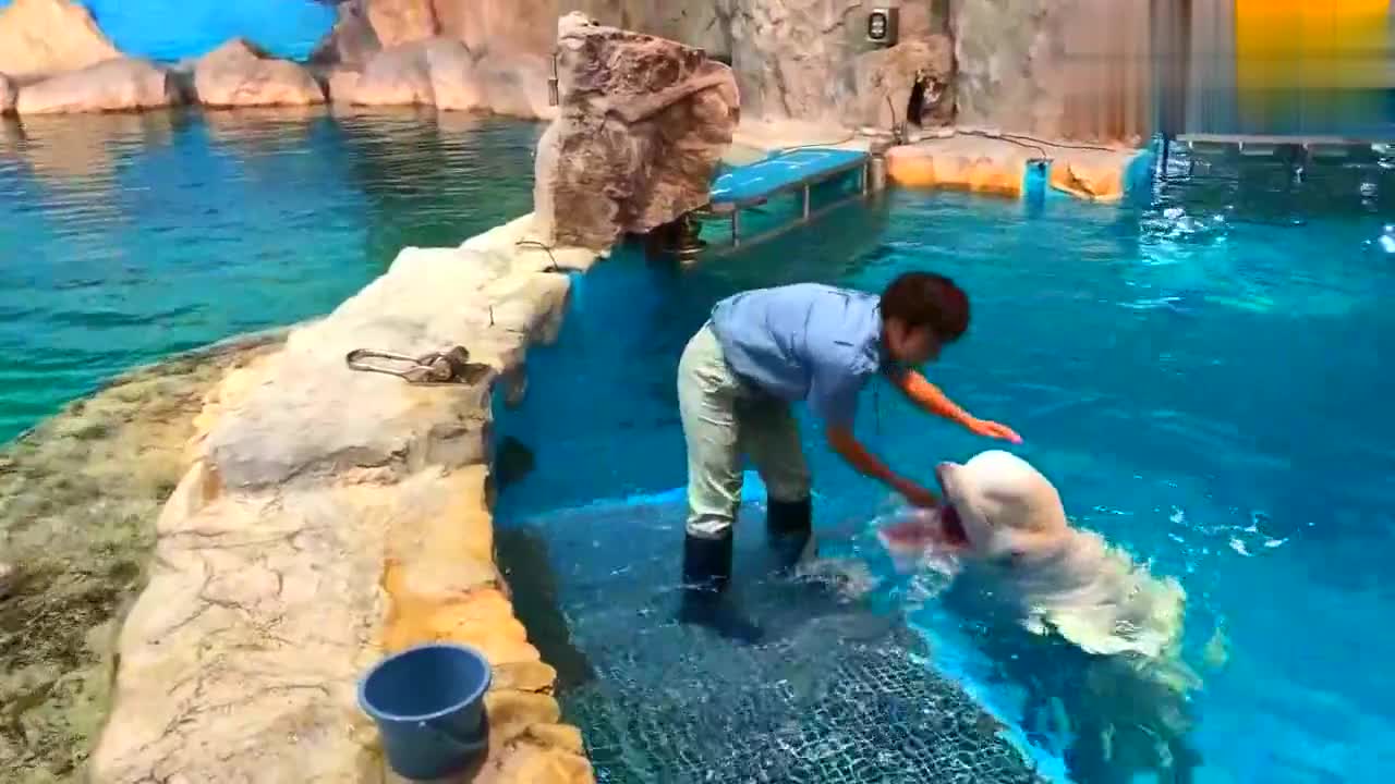 白鲸:万物皆有灵,饲养员落水,白鲸飞速前去营救!