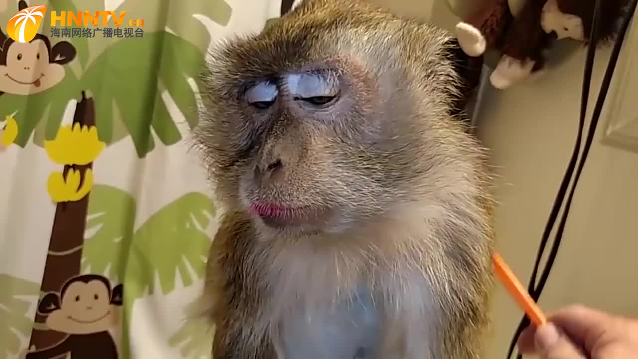 猴子被主人宠上天,每天都要梳头发涂口红,感觉自己眉清目秀!