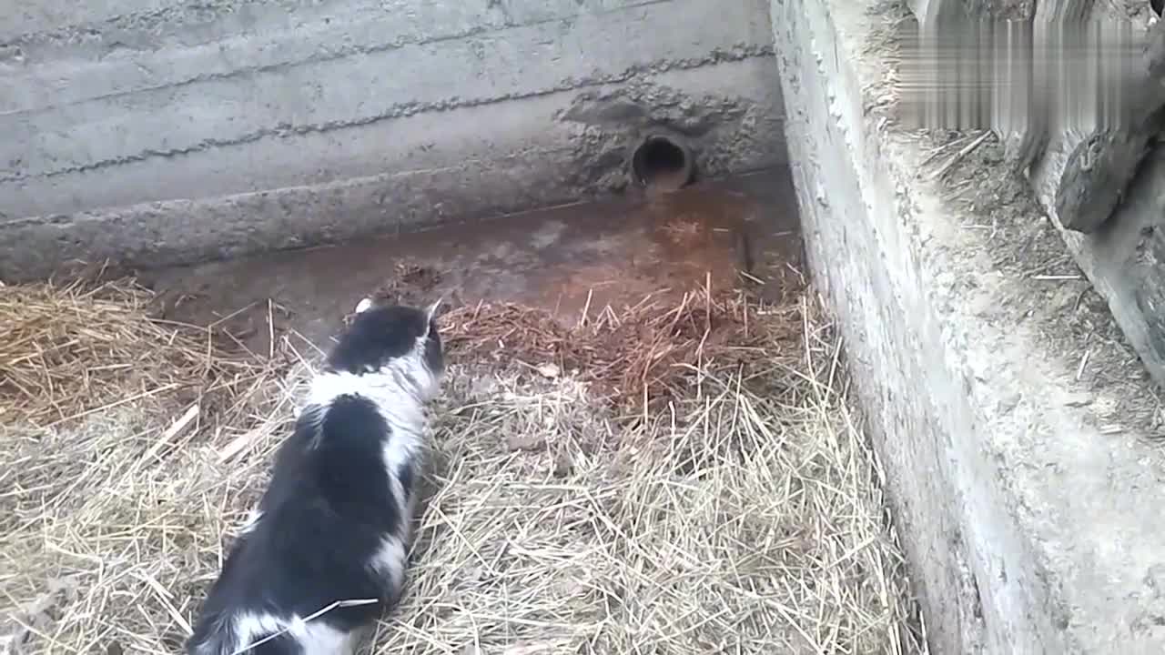猫守在洞口抓老鼠,老鼠刚探头就被猫抓住了