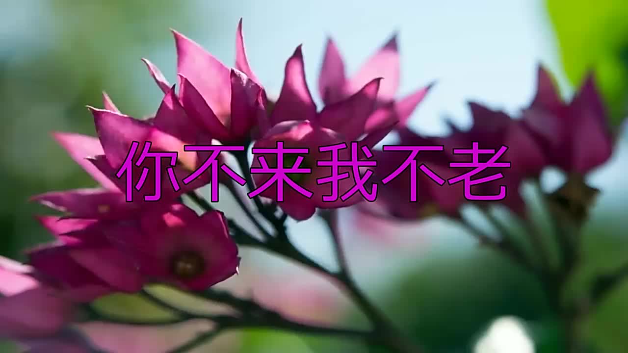 推荐一首高安的《你不来我不老》,听醉了,祝你们天天开心