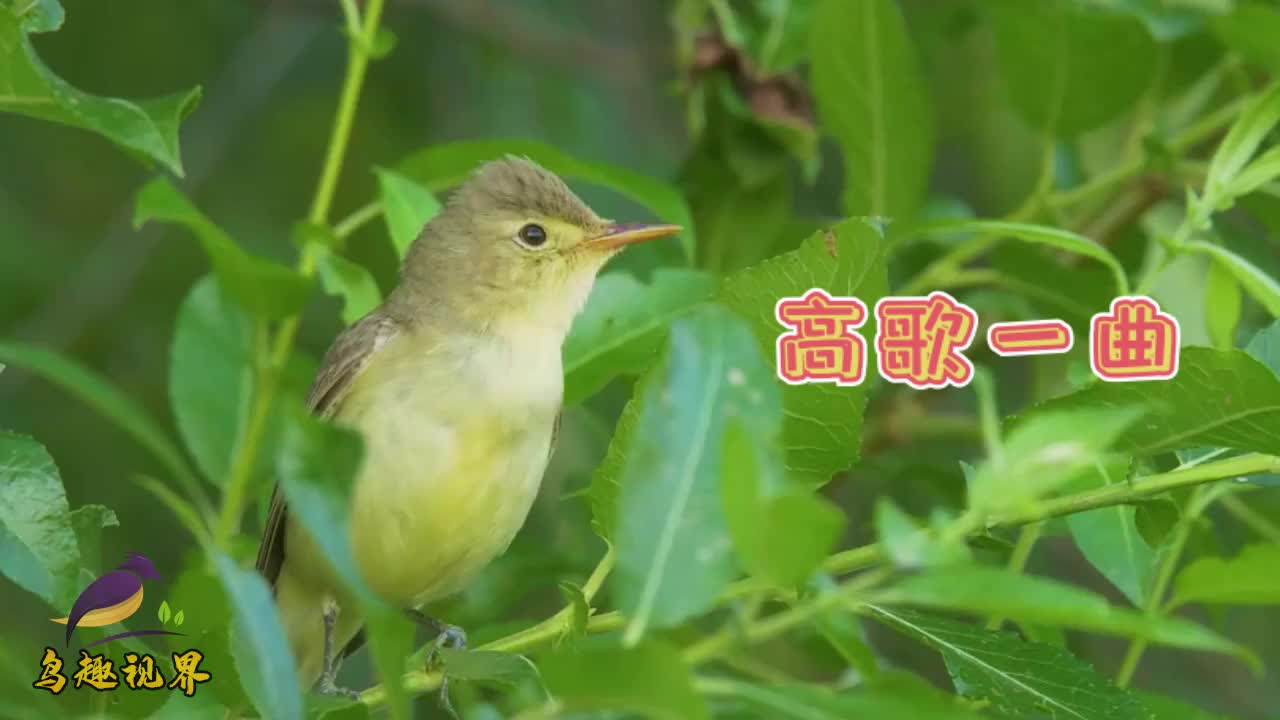 黄莺:山林鸟叫声,会唱歌的小鸟