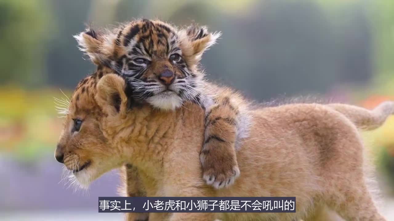 小老虎vs小狮子,谁的声音更具爆炸力?__财经头条