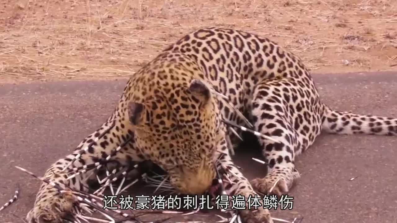 花豹被豪猪扎满刺,用牙齿艰难拔刺,这表情看着太揪心!
